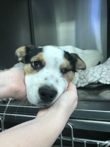 Animal cruelty on the rise: 24% increase of cruelty reports in Cornwall made to RSPCA last year