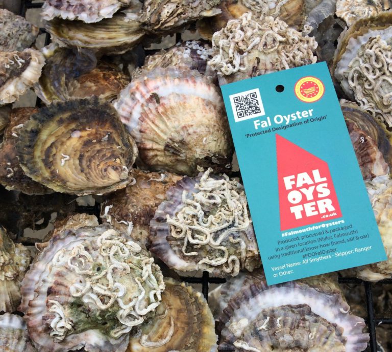 Fal Oyster Fishery Introduces First Size Regulation