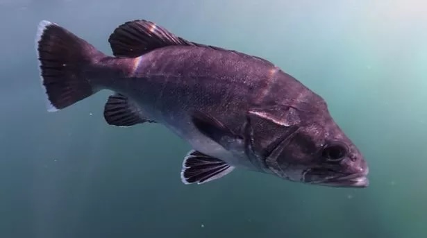 Rare prehistoric fish spotted off Cornwall coast for first time in 20 years