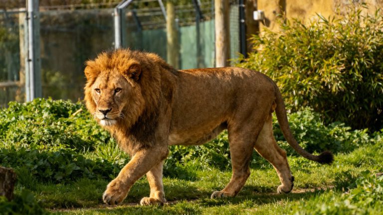 Lion at Newquay Zoo