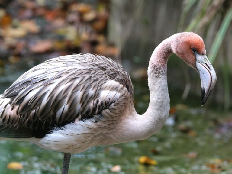 Feathered Fugitive: Frankie the Flamingo's Great Escape from Cornwall Sanctuary