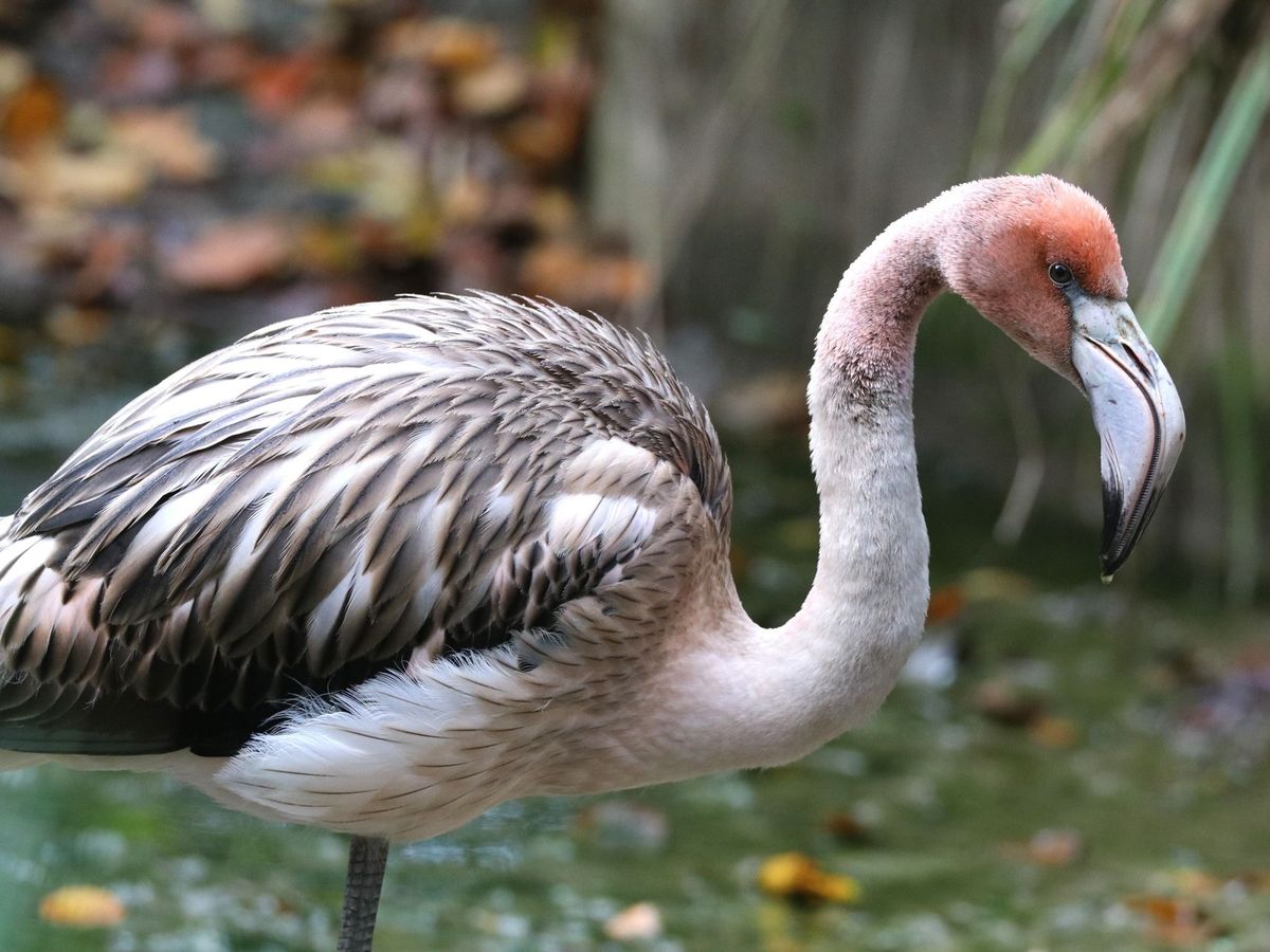 Feathered Fugitive: Frankie the Flamingo's Great Escape from Cornwall Sanctuary