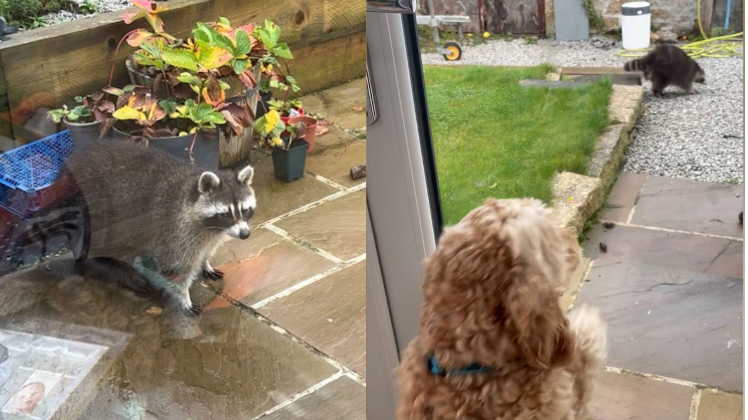 Raccoon Causes Stir in Cornwall Following Flamingo's French Adventure