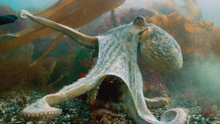 Diver Films Rare Octopus Bloom, Largest In 75 Years