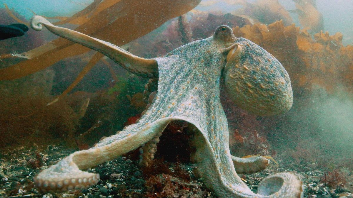 Diver Films Rare Octopus Bloom, Largest In 75 Years