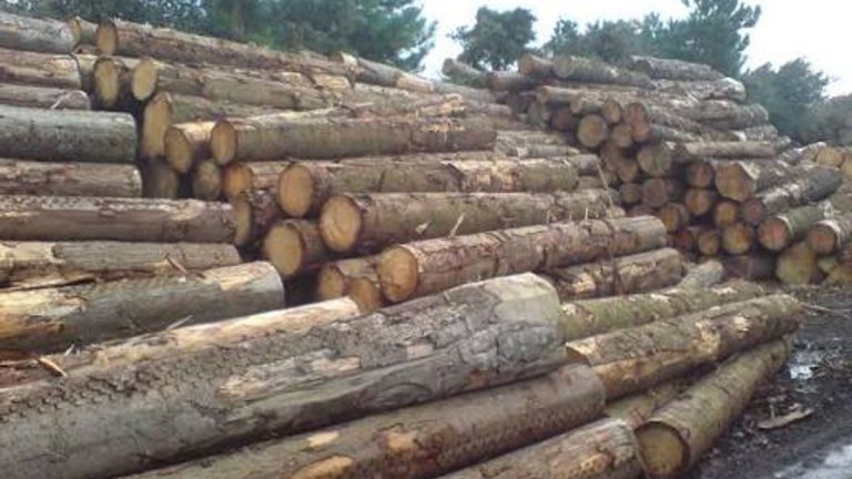 Cornish Sawmill Boss Fined and Banned Over Safety Failures
