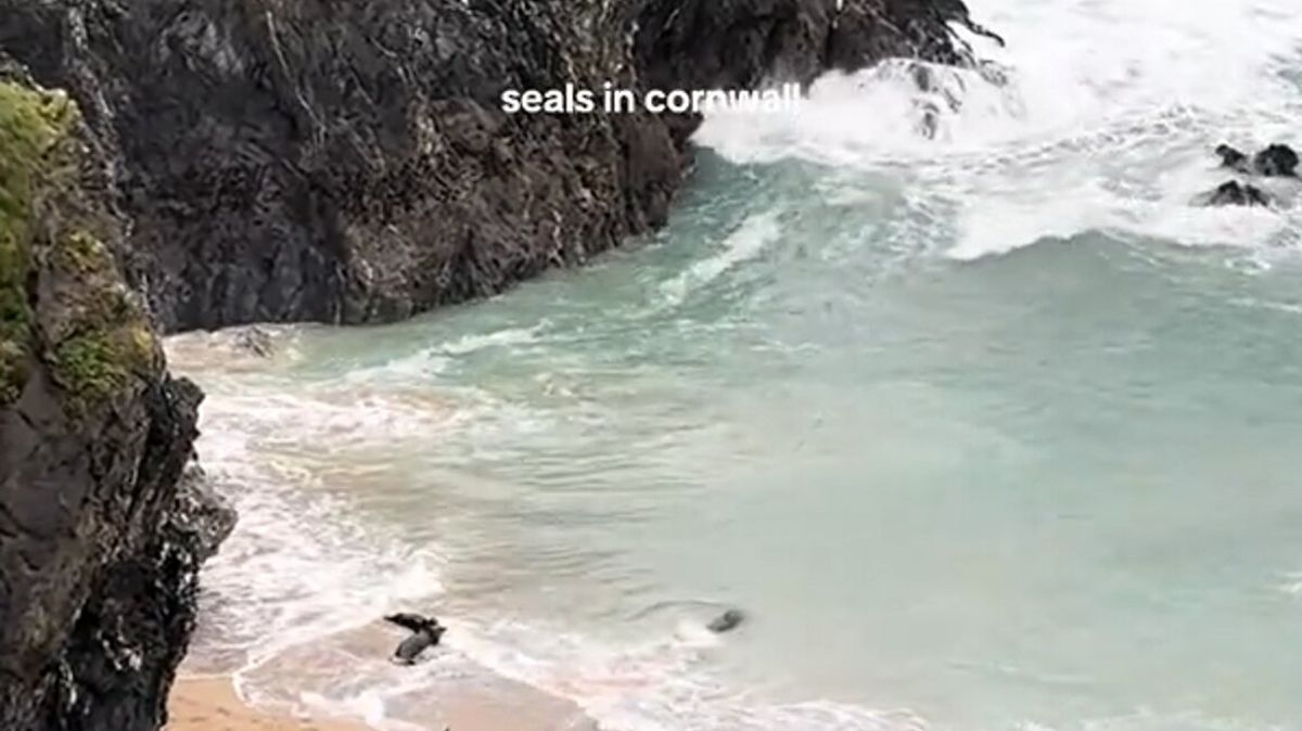 Seal Lovers Criticise Public Over Causing Panic Stampede