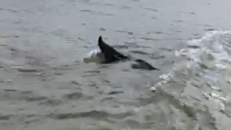 Mum Startled by Eel in Shallows at Devon Beach