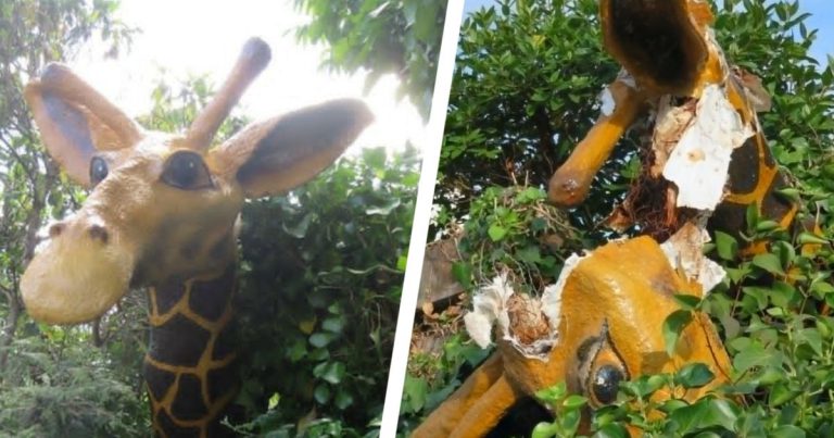 Julian Giraffe Vandalism Leaves Crowlas Community in Mourning