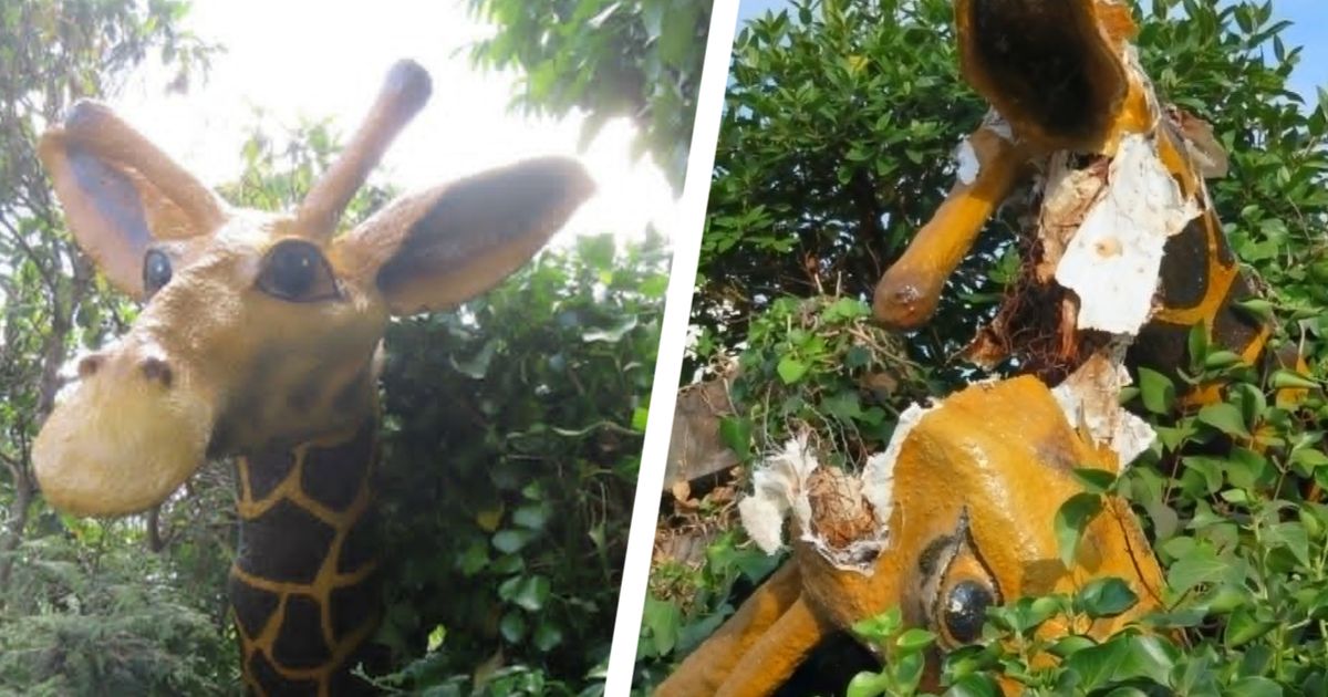 Julian Giraffe Vandalism Leaves Crowlas Community in Mourning