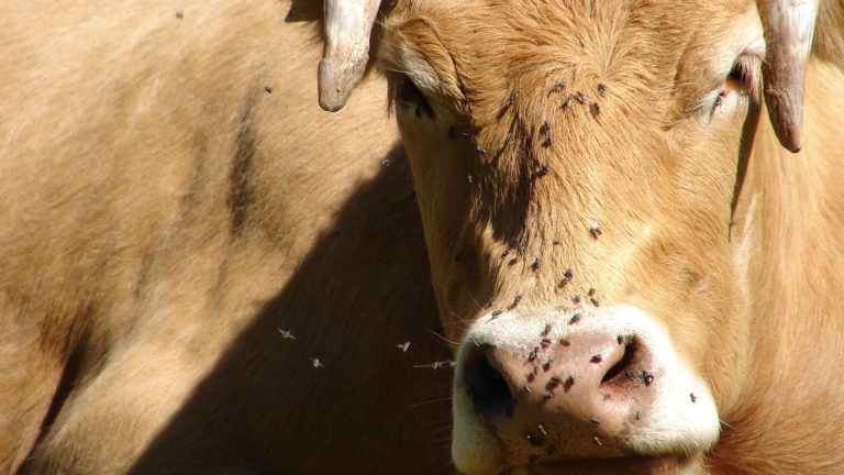 Record 2026 Drought and Bluetongue Outbreak Threaten Devon Farms
