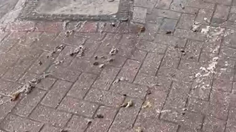 Sewage Spill on Newquay Street After 10-Minute Downpour