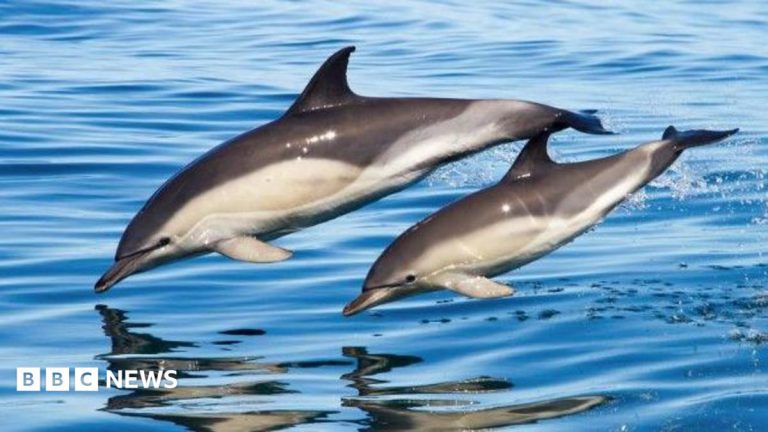 Fishing Nets Main Cause of Dolphin Deaths in Cornwall