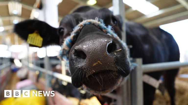 Okehampton Show Drops Farm Animals Over Bluetongue Cases