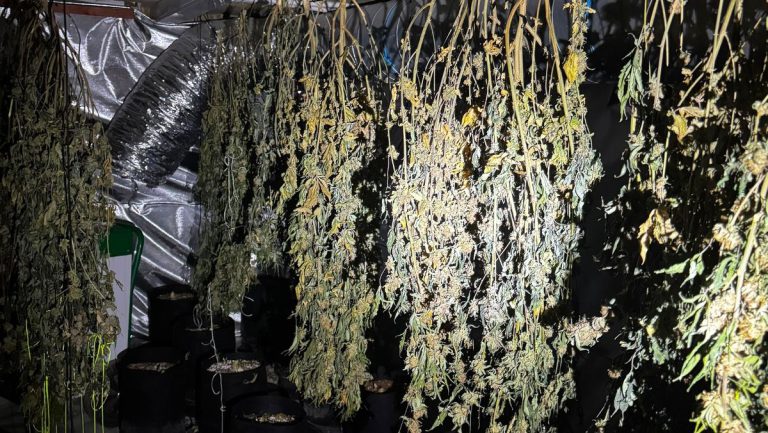 Paignton Police Raid Cannabis Factory, Seize 161 Plants