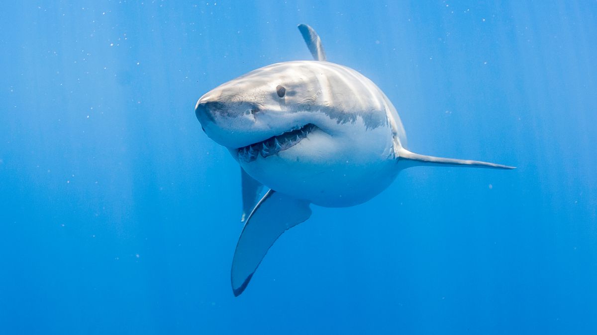 Expert Says Great Whites Are in UK Waters, Citing Cornwall Sightings
