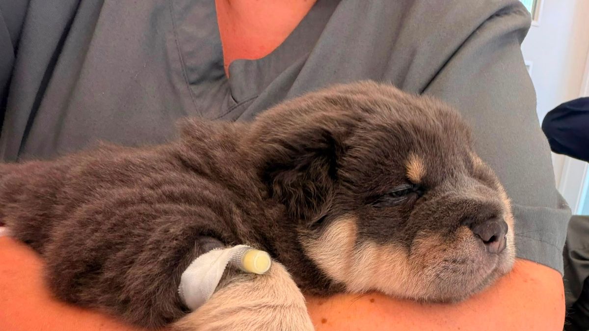 Puppy Obi Saved After Fishing Hook Injury in Cornwall
