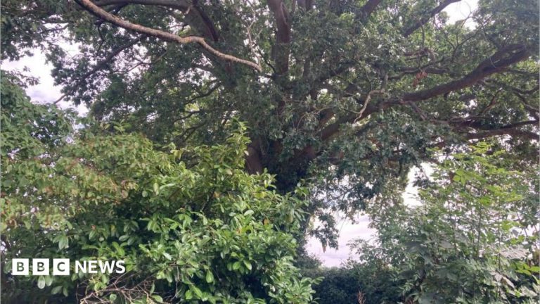 West Devon Council Issues Preservation Orders for Six Trees
