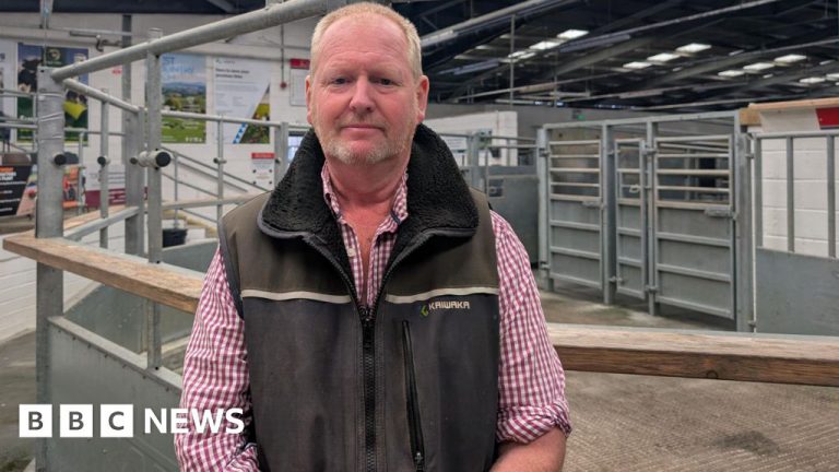 Devon Farmer Vaccinates 1,700 Sheep Against Bluetongue