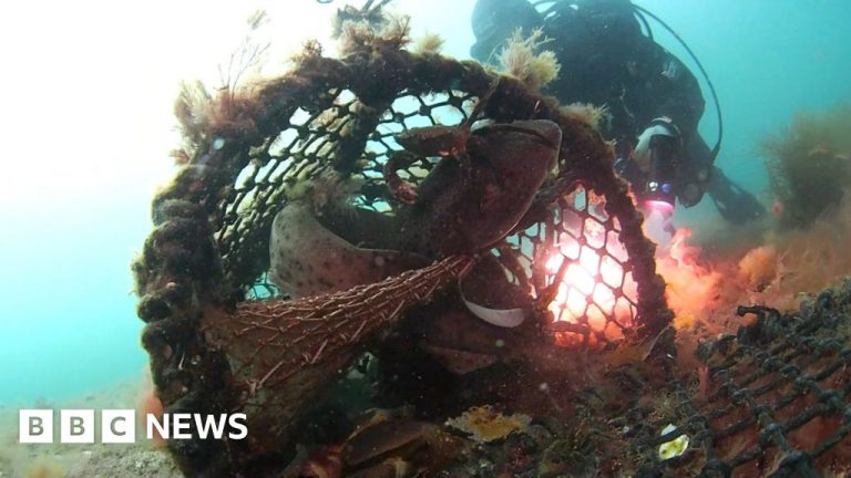 Cornwall Divers Save Two Sharks from Lost Crab Pot