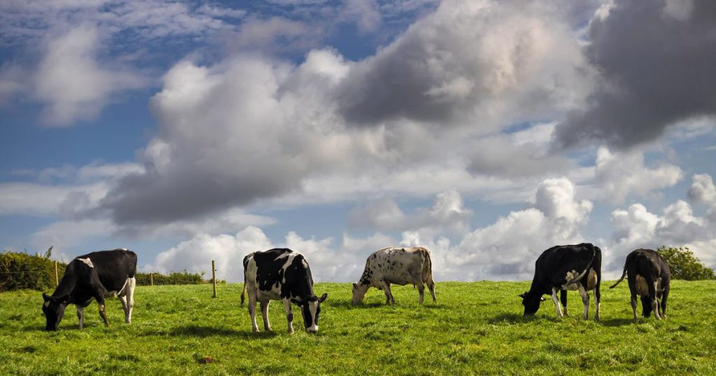 Devon Farmer, 80, Dies After Being Trampled by Cow