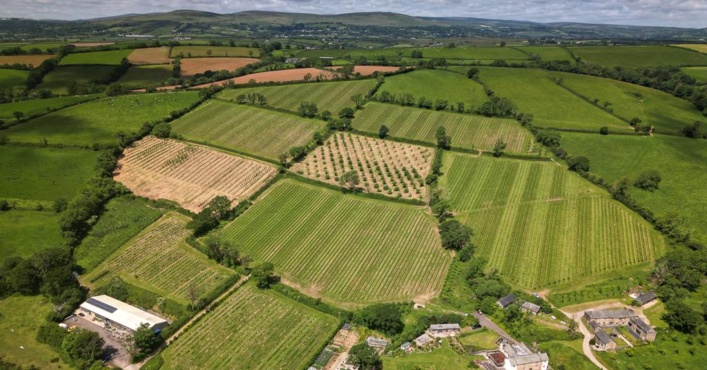 Devon Winery Launches Crowdfund to Raise £250k