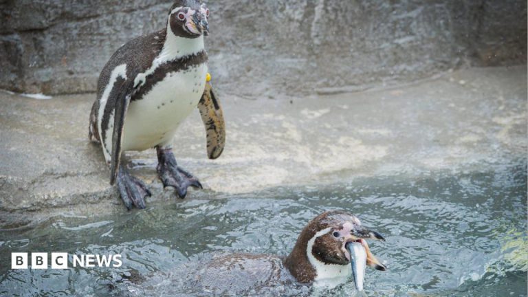 Penguins at Cornish Wildlife Park Return to Local Sardines