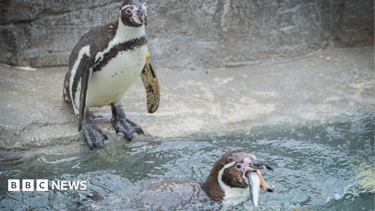 Penguins at Cornish Wildlife Park Return to Local Sardines