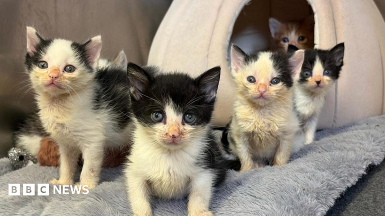 Kitten Boom Leaves Plymouth Rescue Centre Near Breaking Point
