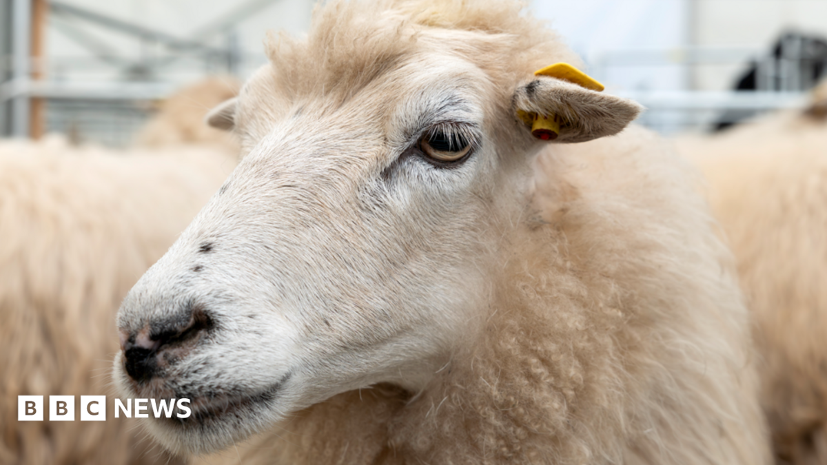 Devon Farmer Tells of Sudden Deaths From Bluetongue