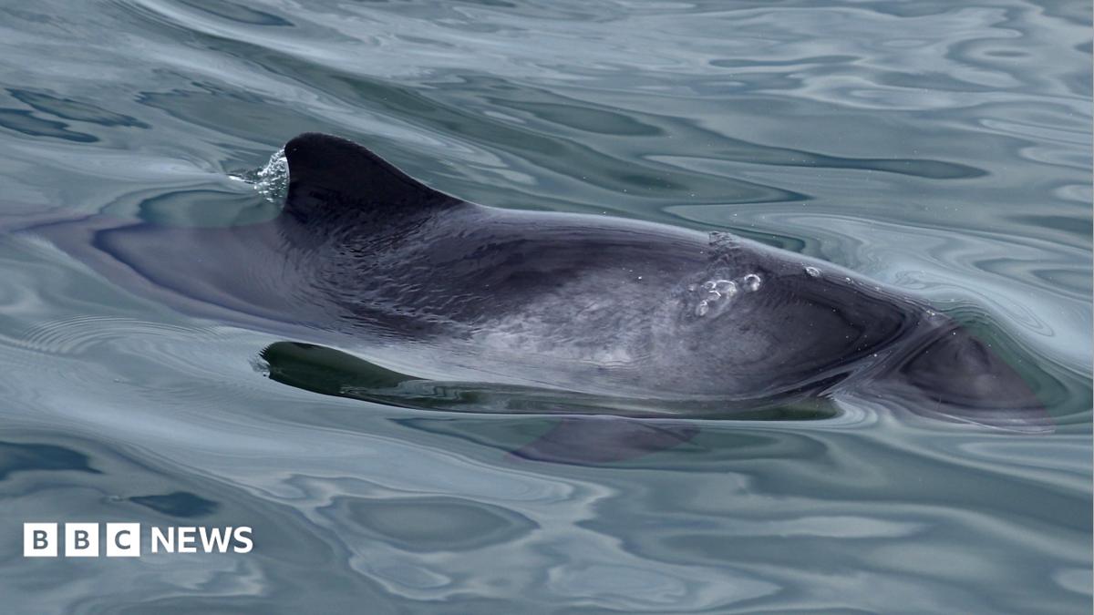 Porpoise Net Recording Raises Hopes for Fewer Deaths
