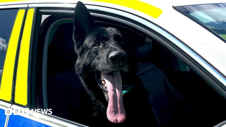 Police Seek Sites to Train Dogs in Devon