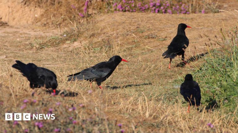 RSPB Counts Record-Breaking Chough Numbers in Cornwall