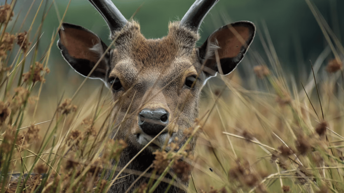 Devon Deer Forum to Unite Landowners