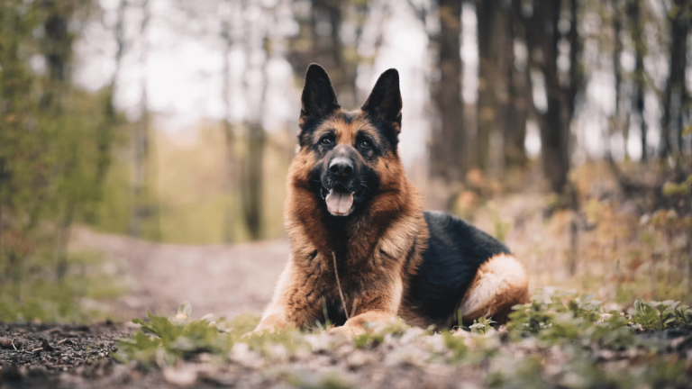 Devon and Cornwall Police Has 65 Dogs and 45 Handlers