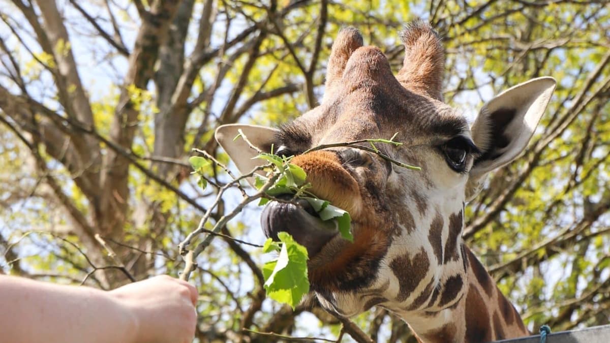 Devon Zoos Stay Open Amid Bluetongue Precautions