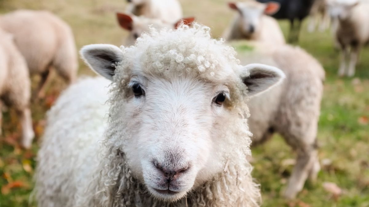 Devon Bluetongue Cases Prompt Call for Urgent Government Action