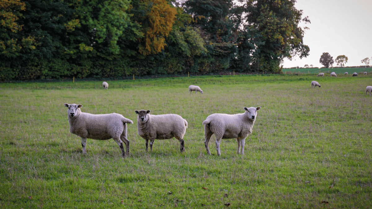 Councillor Urges Government Action on Bluetongue Outbreak