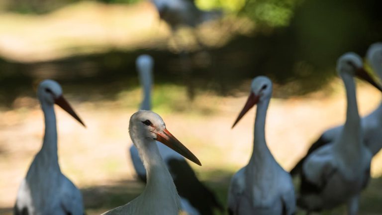 Cornwall Stork Project Releases 21 White Storks into Wild