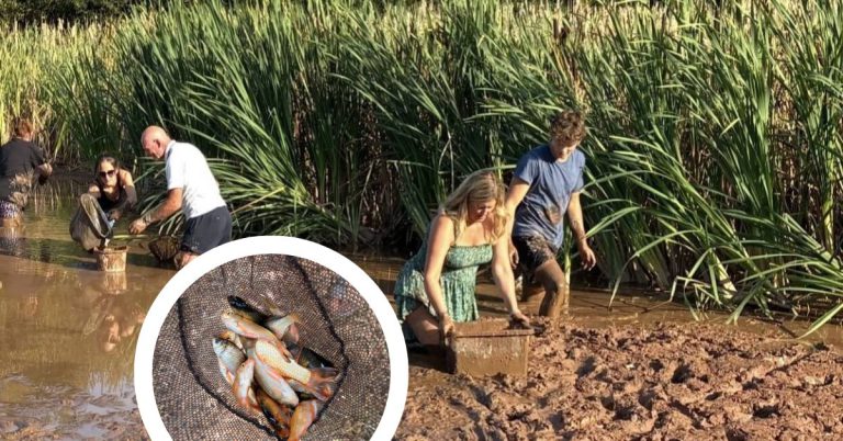 Volunteers Rescue Suffocating Fish From Drought-Hit East Devon Pond