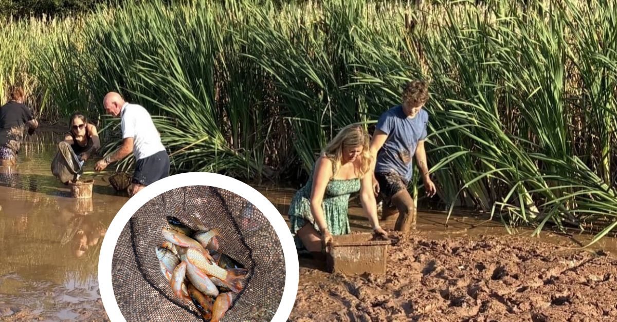 Volunteers Rescue Suffocating Fish From Drought-Hit East Devon Pond