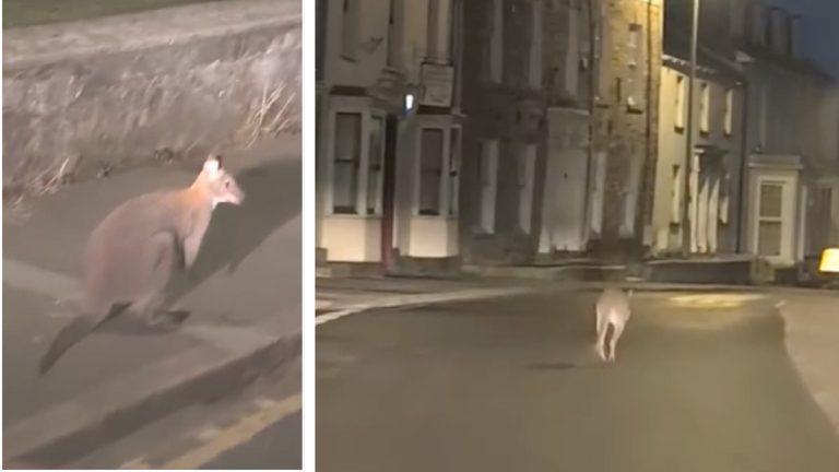 Wallaby Spotted Hopping in Liskeard