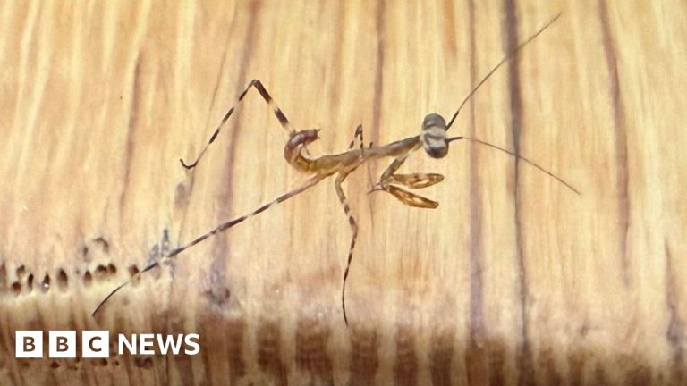 Praying Mantis Breeding in Cornwall Could Be UK First