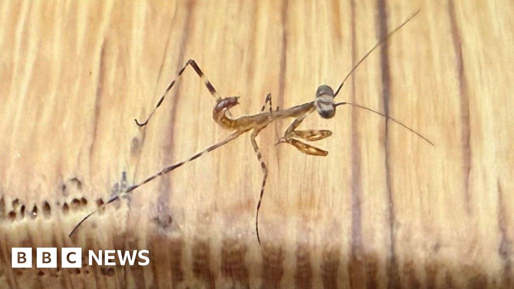 Praying Mantis Breeding in Cornwall Could Be UK First