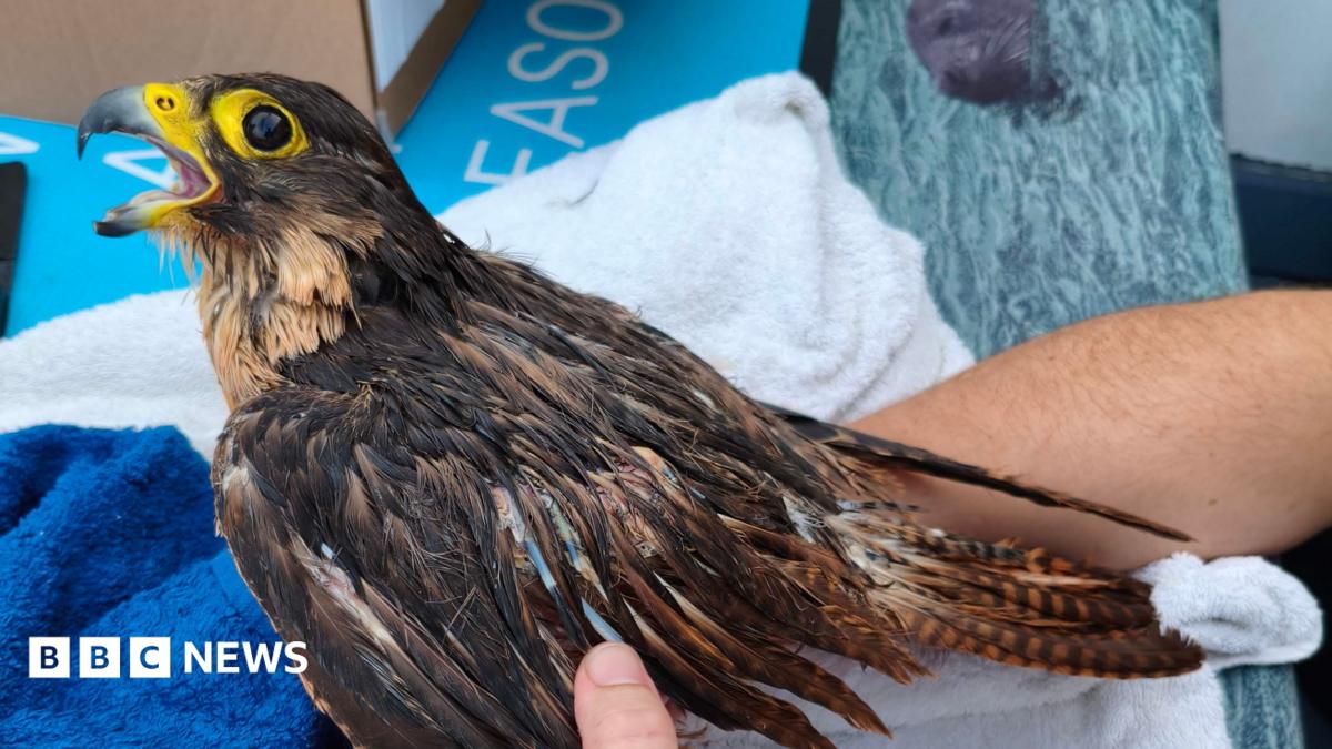 Berry Head Rescue for Injured Peregrine Falcon