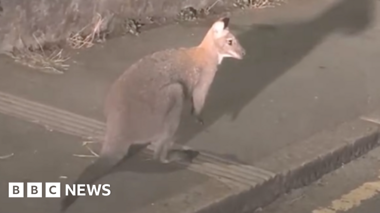 Wallaby Spotted Hopping Through Liskeard Town Centre