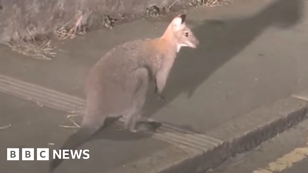 Wallaby Spotted Hopping Through Liskeard Town Centre