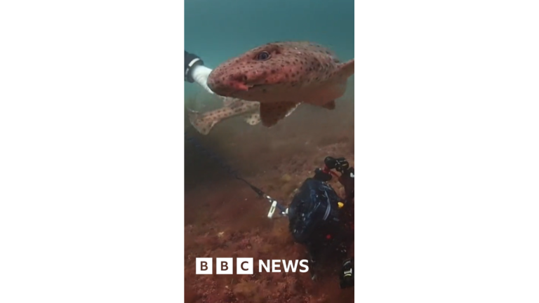 Cornwall Divers Free Two Sharks From Lost Crab Pot