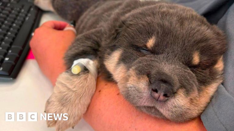 Fishing Hook Removed from Shar Pei Puppy’s Cheek
