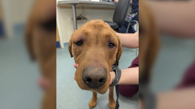 Newquay Man Jailed and Banned for Life After Pet Cruelty